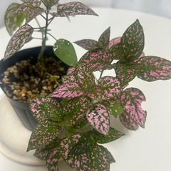 観葉植物 ヒポエステス ピンクの画像