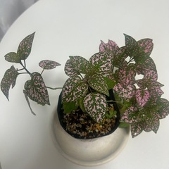 観葉植物 ヒポエステス ピンクの画像