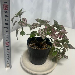 観葉植物 ヒポエステス ピンクの画像