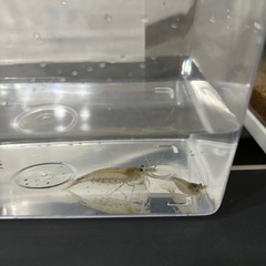 ヤマトヌマエビ　2匹　譲渡