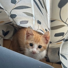 (お話中)野良子猫　女の子