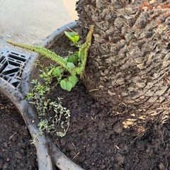 ソテツ 　No.2 そてつ 蘇鉄 庭木　植木　発送不可　の画像
