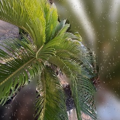 ソテツ 　No.2 そてつ 蘇鉄 庭木　植木　発送不可　の画像