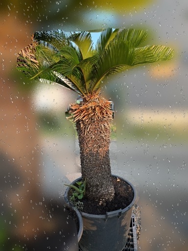 蘇鉄盆栽 ソテツ 山採り 寄せ植え お値下げ不可 - メルカリ
