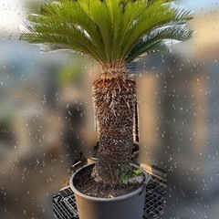 ソテツ 　No.2 そてつ 蘇鉄 庭木　植木　発送不可　の画像