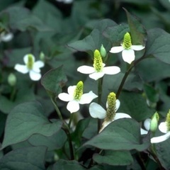 どくだみ茶100g（お試し品）の画像