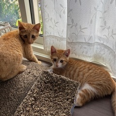 茶白・茶トラ兄弟　子猫