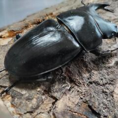 奈良輪川西オオクワガタ 新成虫 3匹セット③の画像