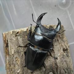 奈良輪川西オオクワガタ 新成虫 3匹セット③の画像