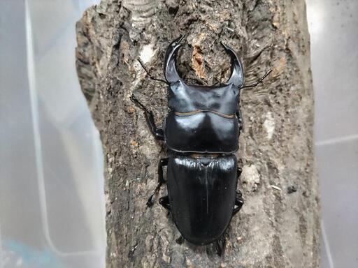 香川県西植田町産オオクワガタ新成虫F3雄74mm×F3雌48mm 川西産オオクワガタ成虫ペア 2025年新成虫 79 | 昆虫専門店ホビー倶楽部