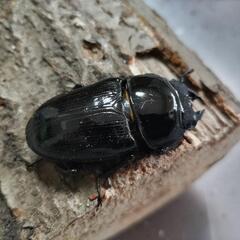 奈良輪川西オオクワガタ 新成虫 3匹セット③の画像