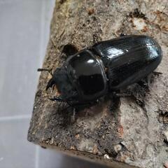 奈良輪川西オオクワガタ 新成虫 3匹セット③の画像