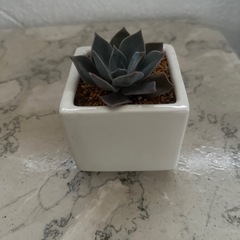 多肉植物 の画像