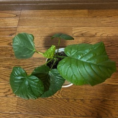 観葉植物・ウンベラータの画像