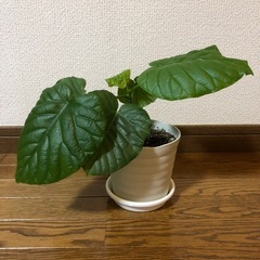 観葉植物・ウンベラータの画像