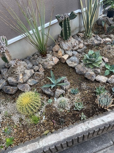 ドライガーデン アガベ 割栗石 山砂 販売 (h) 鴨宮の家庭用品