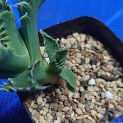 多肉植物「怒涛」の画像
