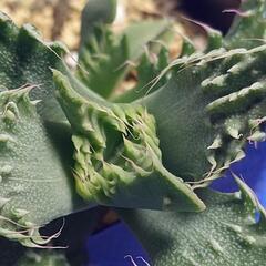 多肉植物「怒涛」の画像