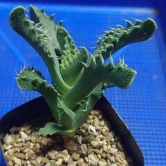 多肉植物「怒涛」の画像