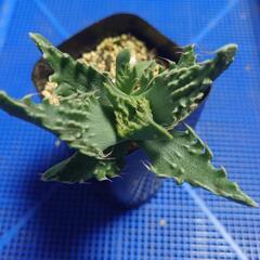 多肉植物「怒涛」