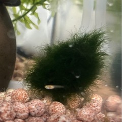 【相談中】グッピー稚魚6匹（6月末生まれ）