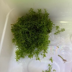 水草あげますの画像