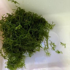 水草あげますの画像