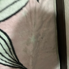 カーペットアリエルの画像
