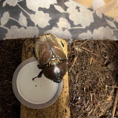 カブトムシ　ペアの画像