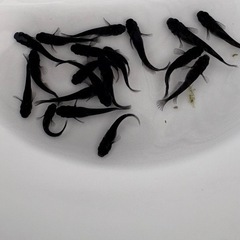 オロチメダカの画像