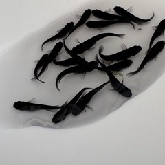 オロチメダカ