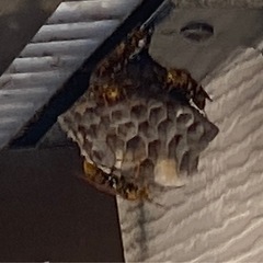 趣味の延長で始めたハチ駆除させてもらいます！🐝