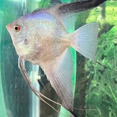 激レア　エンゼルフィッシュ稚魚　♂プラチナホワイト×♀ブルガリアンシールポイント　２つの遺伝子を持つ子供達　3匹限定　MLサイズの画像