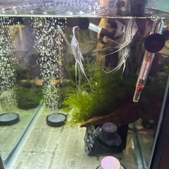 激レア　エンゼルフィッシュ稚魚　♂プラチナホワイト×♀ブルガリアンシールポイント　２つの遺伝子を持つ子供達　3匹限定　MLサイズの画像