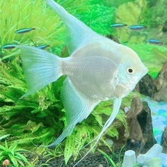 激レア　エンゼルフィッシュ稚魚　♂プラチナホワイト×♀ブルガリアンシールポイント　２つの遺伝子を持つ子供達　3匹限定　MLサイズの画像