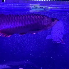 20時まで　アロワナ　7月13日まで　の画像