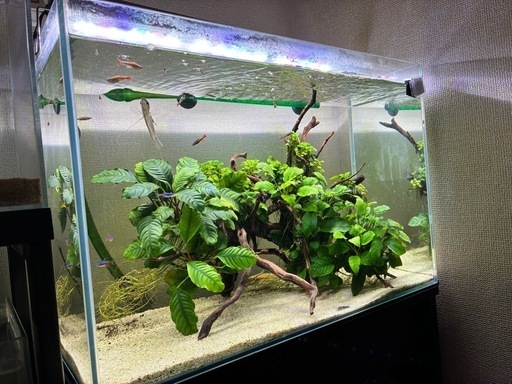 水槽　水槽台セット【フィルターとライトは無し】(流木、水草、生体お付けします！)