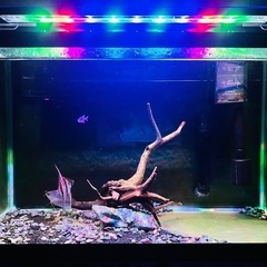 観賞魚と水槽セット