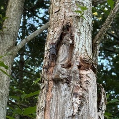 クワガタの画像