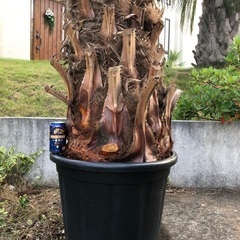 ビロウヤシ　の画像
