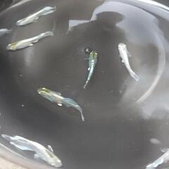 エメキンめだか　幼魚10匹の画像