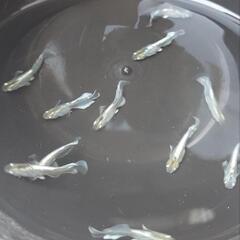 エメキンめだか　幼魚10匹の画像