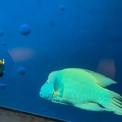 島唄の会