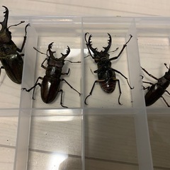 ミヤマクワガタ　オス