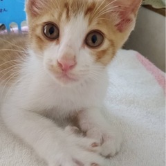 甘えん坊茶シロくん　2ヶ月💕