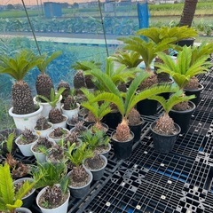 ソテツ❗️子株❗️大小さまざま❗️の画像