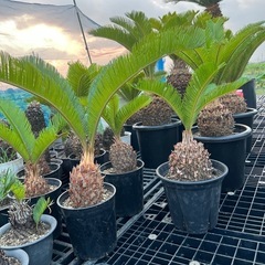 ソテツ❗️子株❗️大小さまざま❗️の画像