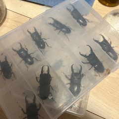 ヒラタクワガタ　♂単品の画像