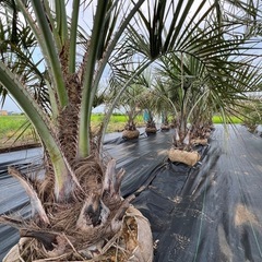 ココスヤシ🌴シンボルツリー🌴の画像