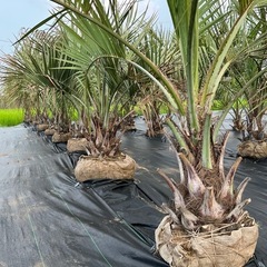 ココスヤシ🌴シンボルツリー🌴の画像